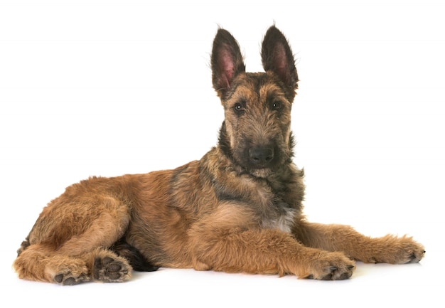 Foto cachorro belga pastor laekenois