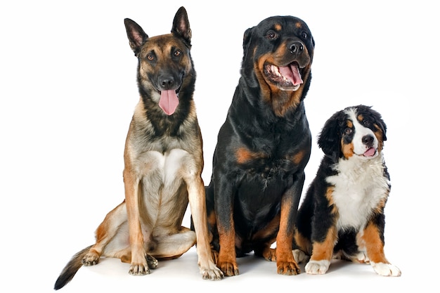 Cachorro bernese, malinois y rottweiler en blanco