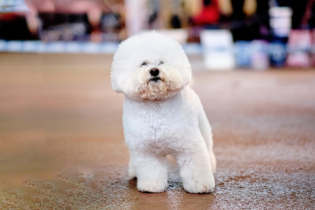 Cachorro Bichon frise com um lindo penteado closeup