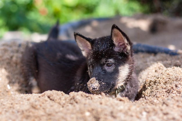 Cachorro blanco y negro excava en un balde de arena Nariz en la arena Profundidad de campo horizontal