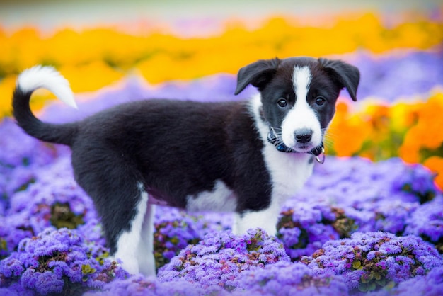 Cachorro blanco y negro en flores en un claro.