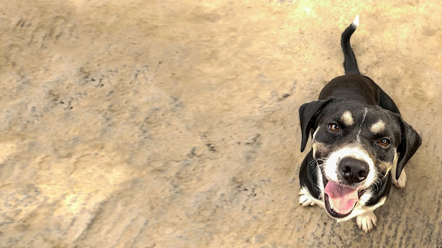 Cachorro blanco y negro con una gran sonrisa mirando hacia arriba, junto al espacio para ingresar texto o mensaje