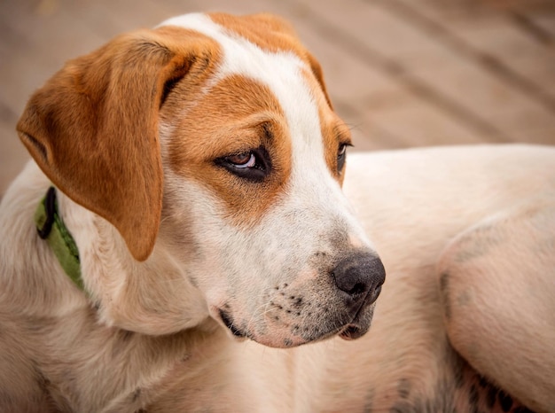 Cachorro blanco rojo de un perro grande con hermosos ojos tristes