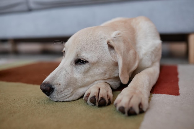 Cachorro blanco soñoliento acostado en la alfombra en casa en una linda pose con patas