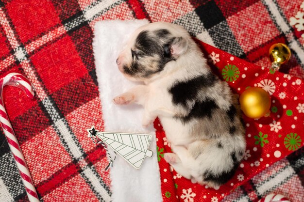 Un cachorro con una bola de navidad