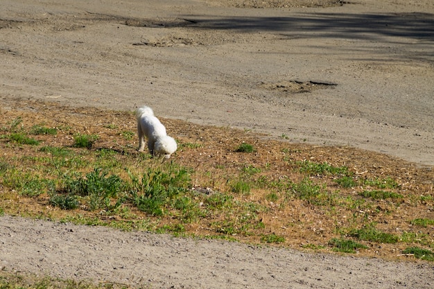 Cachorro bolonhês branco no parque