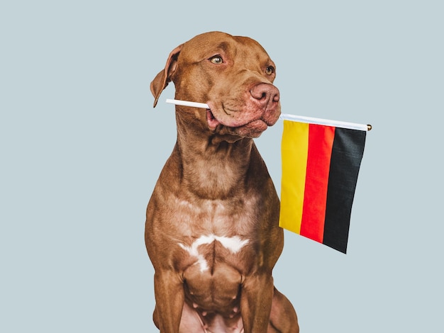 Cachorro bonito adorável e bandeira alemã closeup