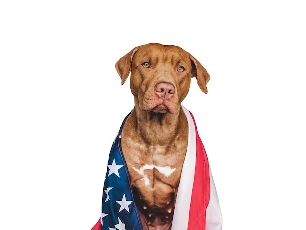 Cachorro bonito adorável e bandeira americana Closeup dentro de casa