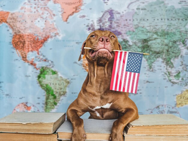 Cachorro bonito adorável e bandeira americana closeup dentro de casa