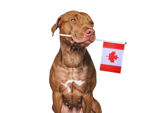 Cachorro bonito adorável e bandeira canadense closeup