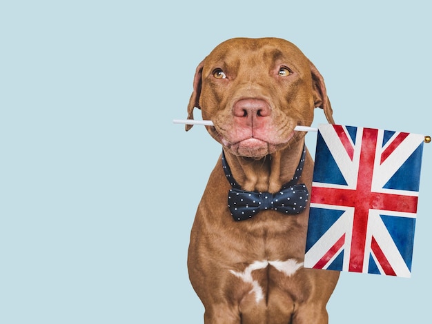 Cachorro bonito adorável e closeup de bandeira britânica