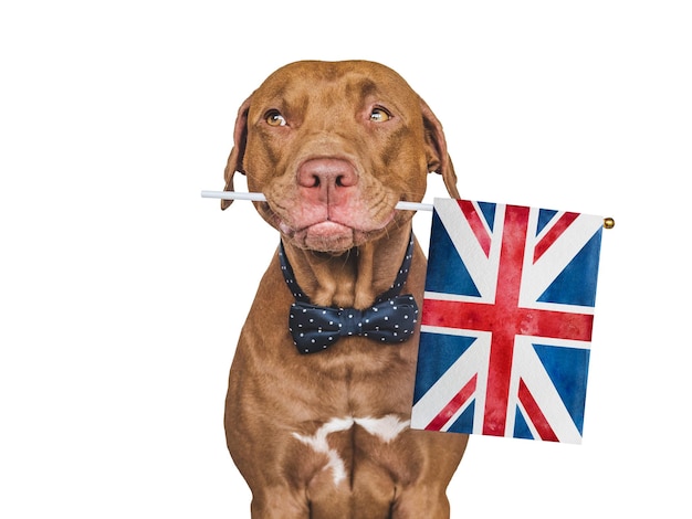 Cachorro bonito adorável e closeup de bandeira britânica