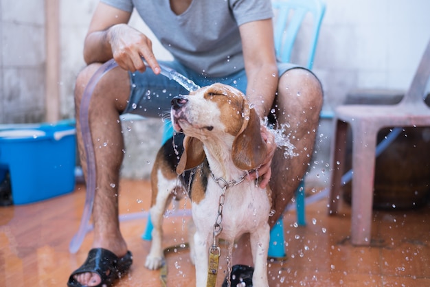 Cachorro bonito beagle tomar um banho