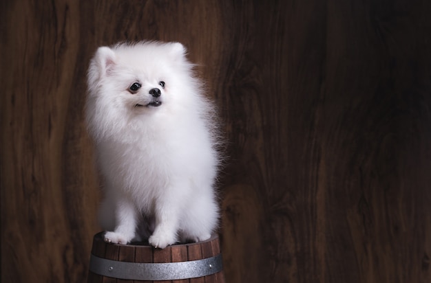 Cachorro bonito da pomerânia sentado em um balde de madeira.