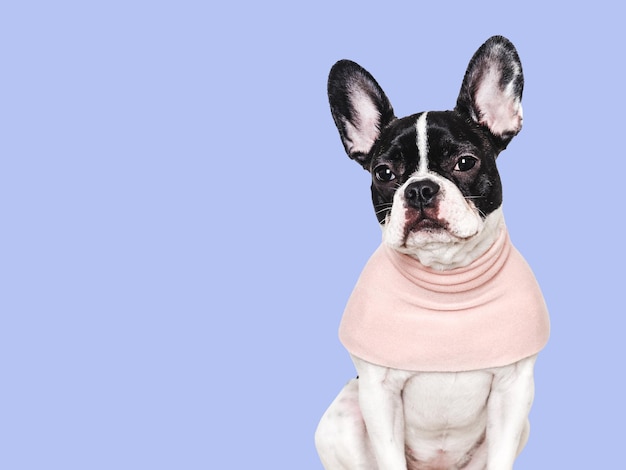 Foto cachorro bonito e camiseta rosa em close-up dentro de casa