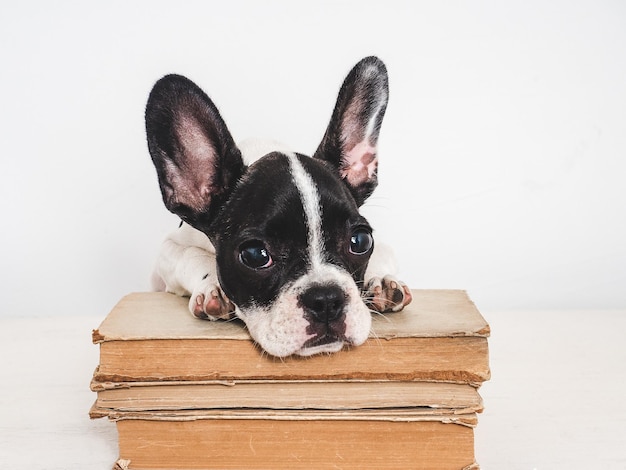 Cachorro bonito e livros vintage Closeup fundo isolado