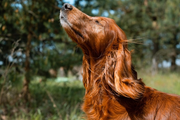 Cachorro bonito em uma floresta gosta do vento e do sol