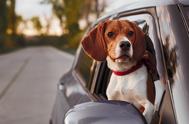 Cachorro bonito olhando pela janela do carro durante a viagem