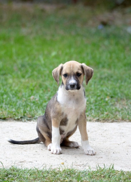 Cachorro bonito.