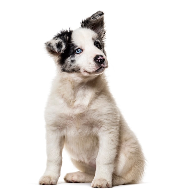 Cachorro Border Collie, 3 meses de edad, sentada contra el fondo blanco.