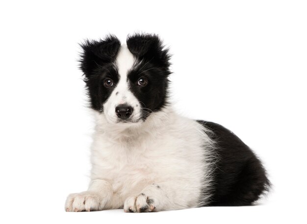 Cachorro de Border Collie aislado en blanco