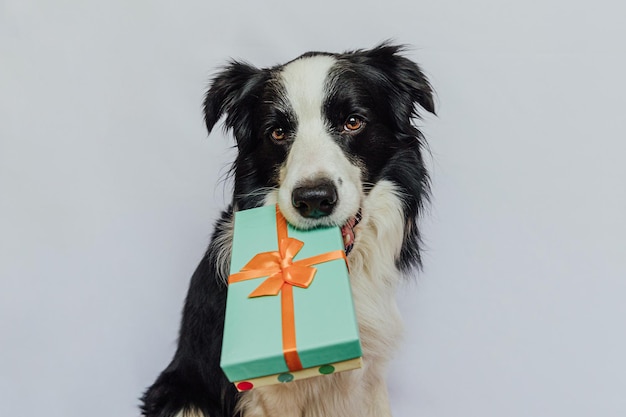 Foto cachorro border collie con caja de regalo verde en la boca aislado sobre fondo blanco navidad nuevo y