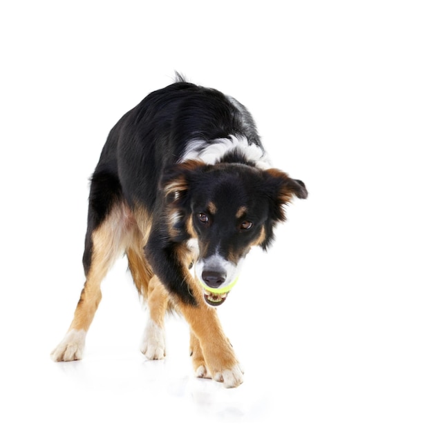 Cachorro border collie e brincando com bola de tênis no estúdio fundo branco e maquete Cães animais felizes e brinquedos de bola de bichinhos fofos brincando no fundo do estúdio jogo divertido e caminhada no espaço simulado