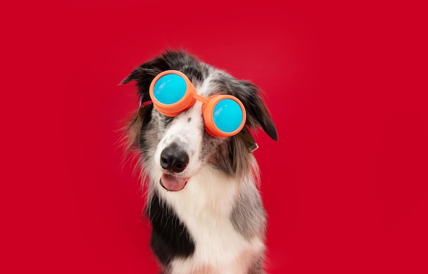 Cachorro border collie engraçado celebrando carnaval halloween ou véspera de ano novo isolado em fundo vermelho