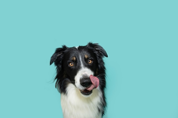 Foto cachorro border collie faminto lambendo os lábios com a língua olhando para a câmera isolado em fundo azul