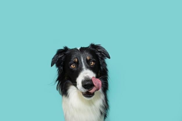 Cachorro border collie faminto lambendo os lábios com a língua olhando para a câmera Isolado em fundo azul