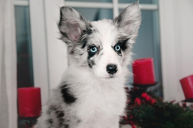 Cachorro de border collie de mármol en adornos navideños