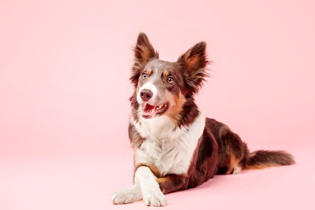 Cachorro Border Collie no estúdio fotográfico em fundo rosa