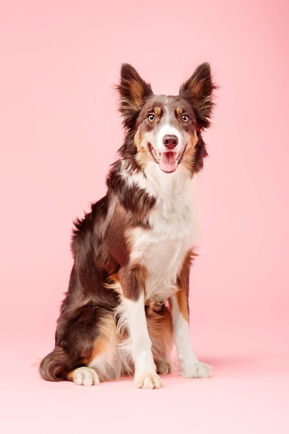 Cachorro Border Collie no estúdio fotográfico em fundo rosa