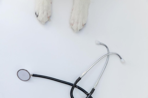 Cachorro border collie patas y estetoscopio aislado sobre fondo blanco Perrito en la recepción en el médico veterinario en la clínica veterinaria