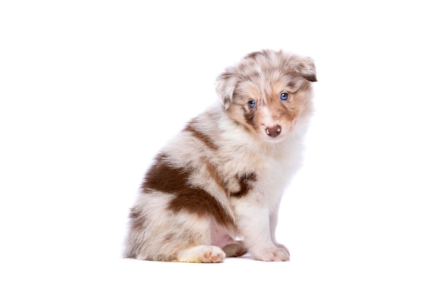 Cachorro de border collie rojo merle