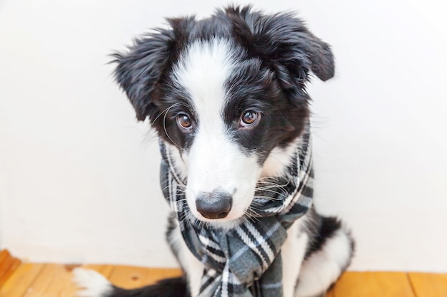 Cachorro border collie con ropa de abrigo bufanda alrededor del cuello interior