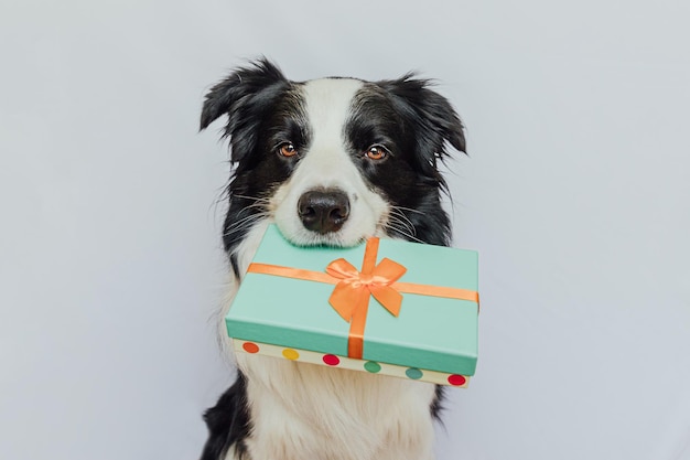 Cachorro border collie segurando caixa de presente verde na boca isolada em fundo branco natal novo y
