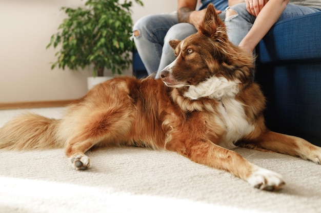 Cachorro border collie sentado aos pés do casal dos donos