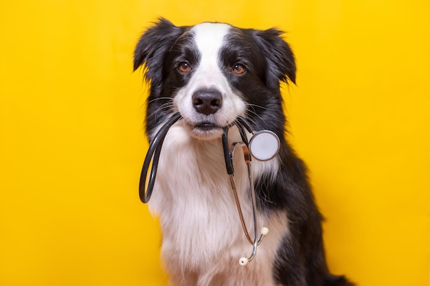 Cachorro border collie sosteniendo estetoscopio en la boca aislado sobre fondo amarillo. Perro mascota de pura raza en la recepción del médico veterinario en la clínica veterinaria. Concepto de animales y cuidado de la salud de las mascotas.