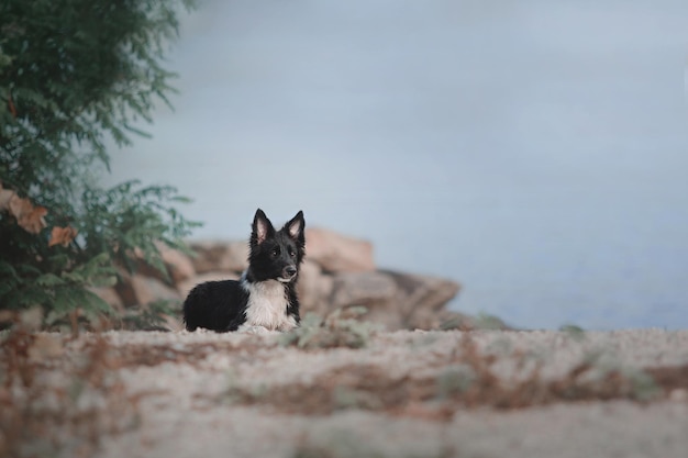 Cachorro de border collie