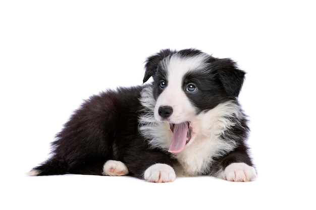 Cachorro de border collie