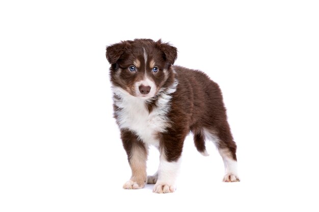 Cachorro de border collie