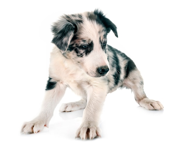 cachorro border collie