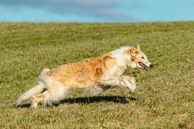 Cachorro Borzoi correndo e perseguindo isca em campo