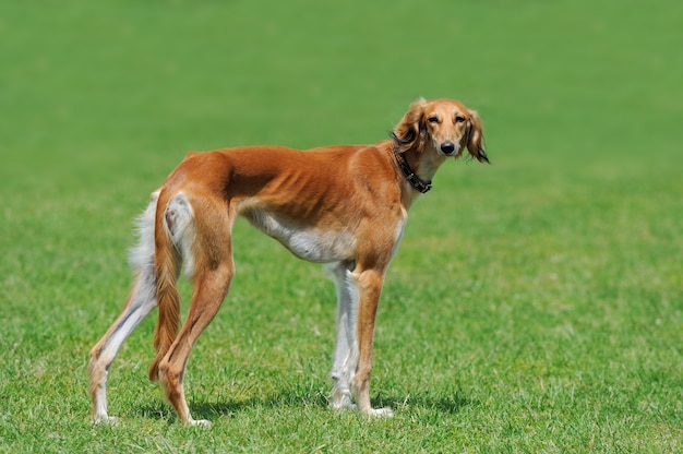 Cachorro borzoi marrom perto na grama verde do verão