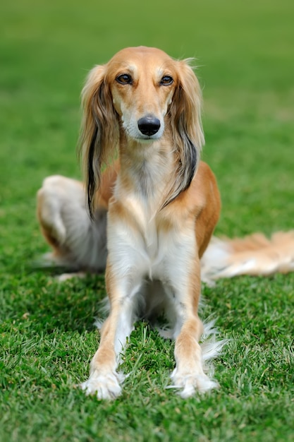 Cachorro Borzoi marrom perto na grama verde do verão