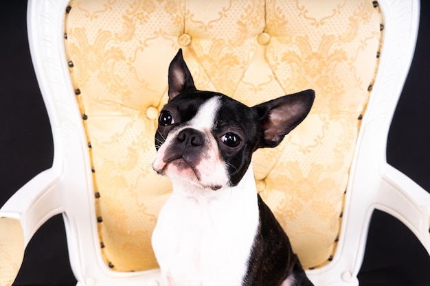 Un cachorro de Boston Terrier sentado en una silla de brazo retro en el estudio