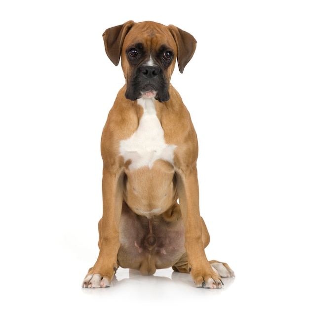 Cachorro Boxer (5 meses)