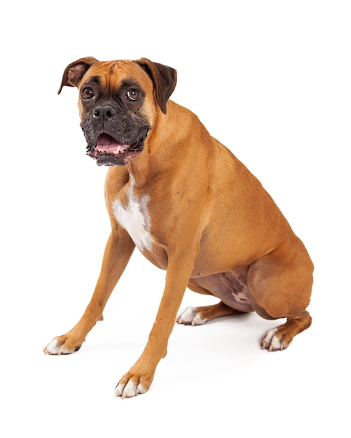 Cachorro boxer bonito e amigável sentado