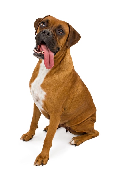 Cachorro boxer com língua comprida para fora